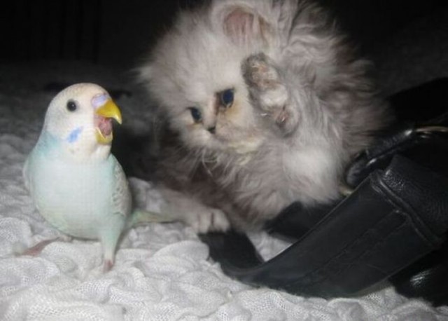 Коты и Кошки