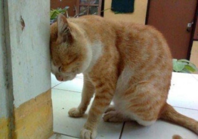 Коты и Кошки