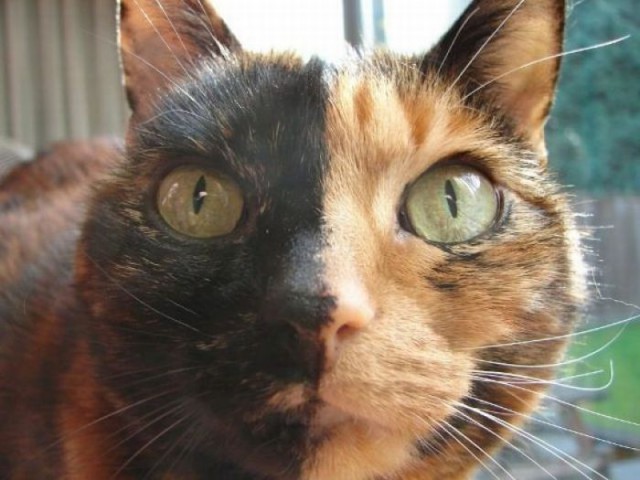 Коты и Кошки