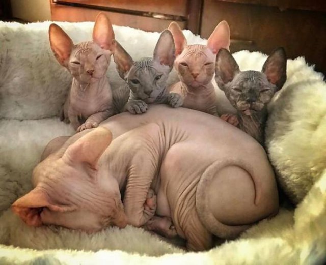Коты и Кошки