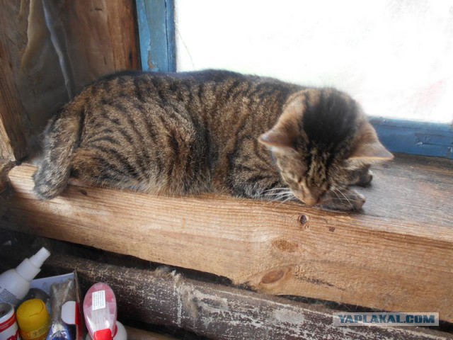 Жизнь домашнего приюта для котеек 179