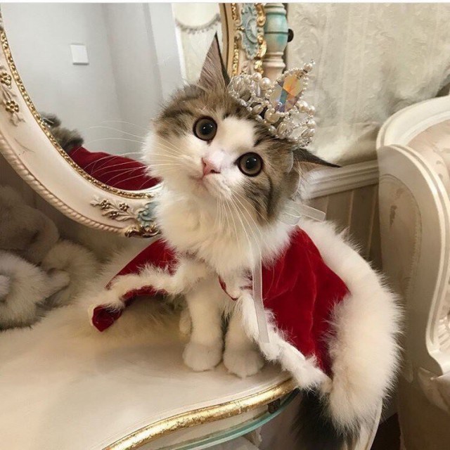 Коты и Кошки