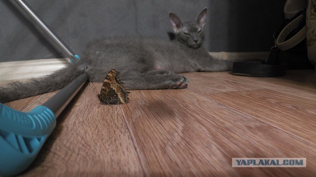 Котовторник 02.01.2018