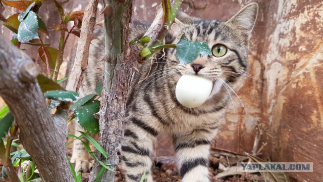 Кошачий приют в Алеппо