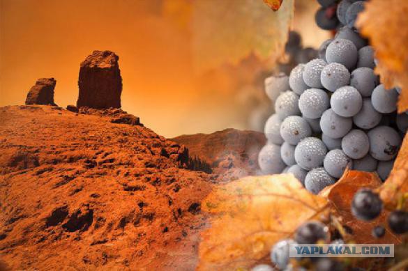 Грузия планирует культивировать виноград на Марсе