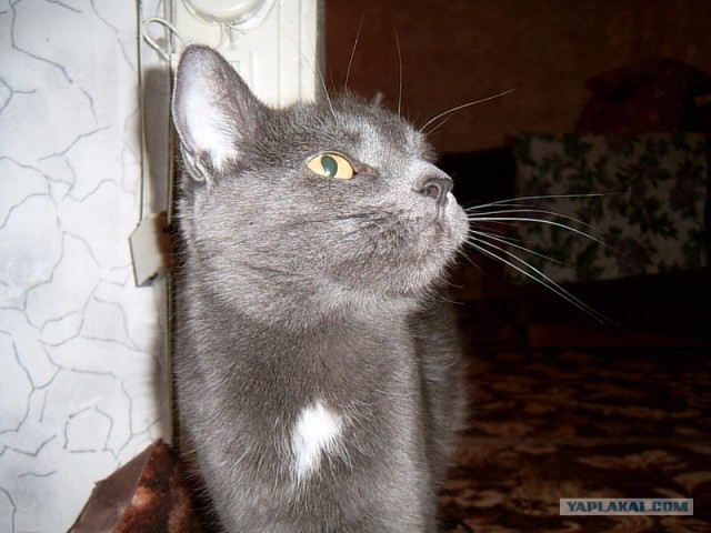 Котовторник на ЯПлакалъ