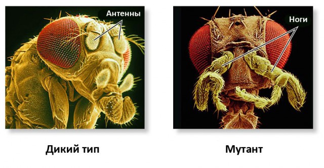 Как работает ДНК