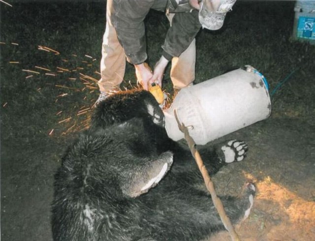 Как спасали застрявшего медведя