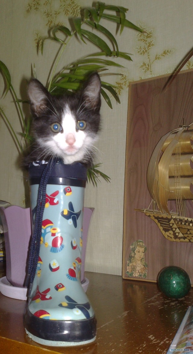 Котовторник 1.02.2011