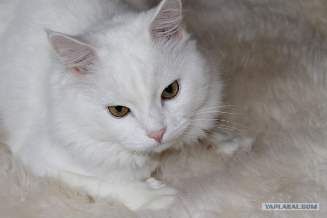С котовторником !