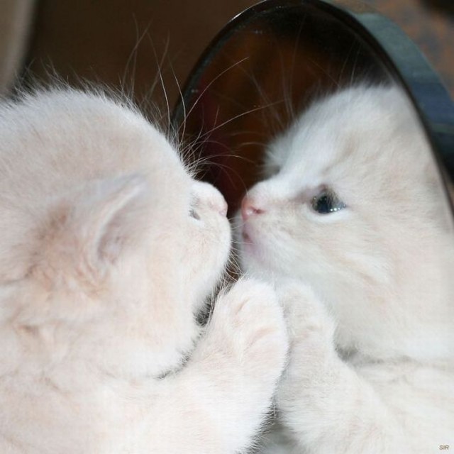 Котовторник!