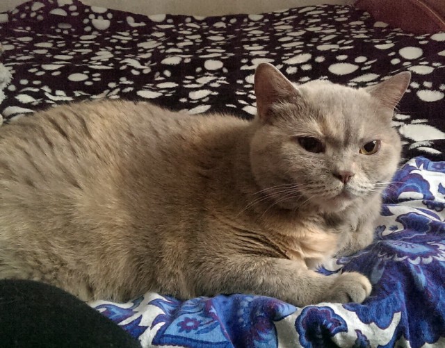Котовторник 22.01.2019.