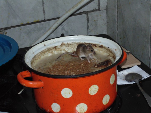 Живность из сети