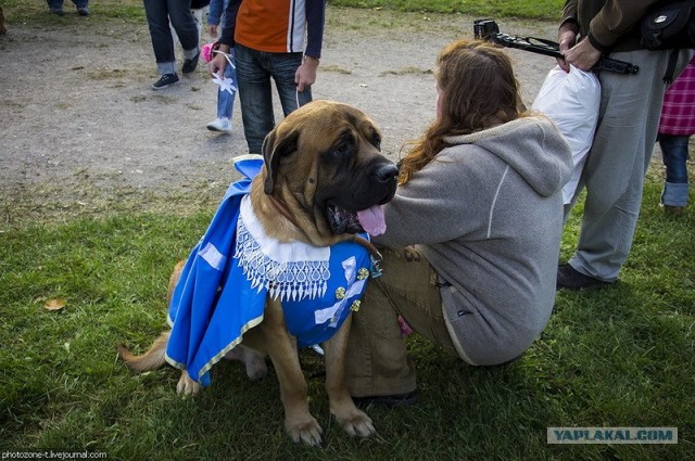 Собака — Улыбака :)