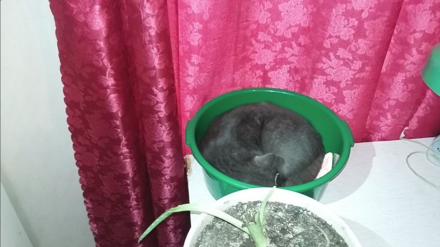 Забавные фото котеек