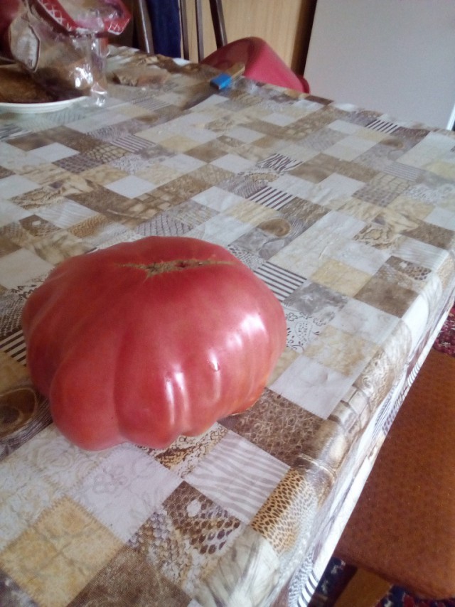 Вкус помидора