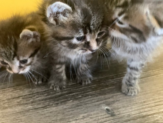 Забавные фото котеек