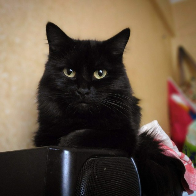 Кошиная жесть