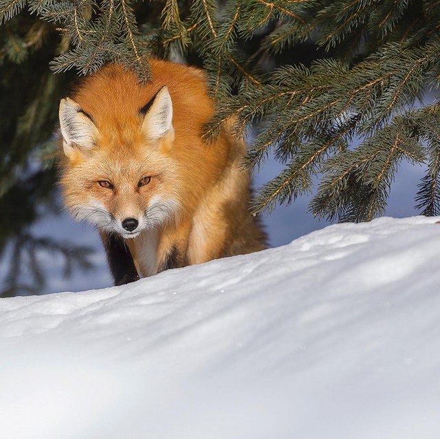 Животинки разной фото