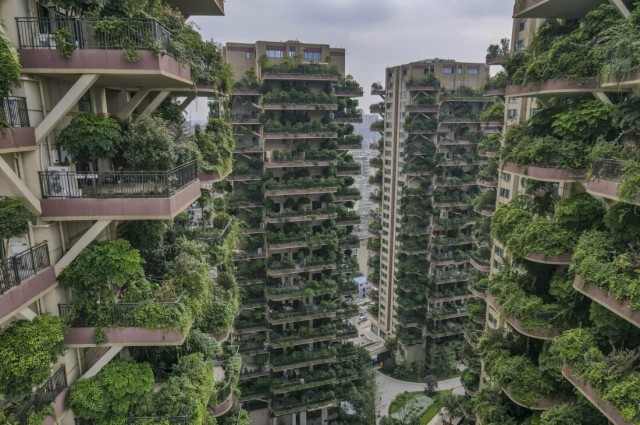 В Китае провалился проект комплекса с «вертикальным лесом». В него переехали лишь 10 семей, а лес превратился в джунгли