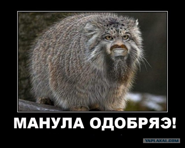 Жабим бороду?