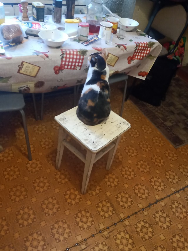 Котовторник. Добавляйте своих