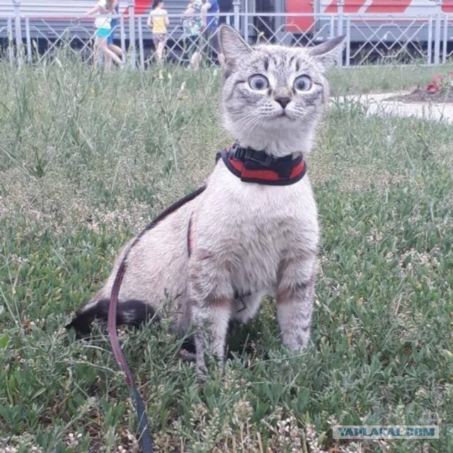 Киса и сигналка: "С*ка... ты заставляешь меня нервничать!"