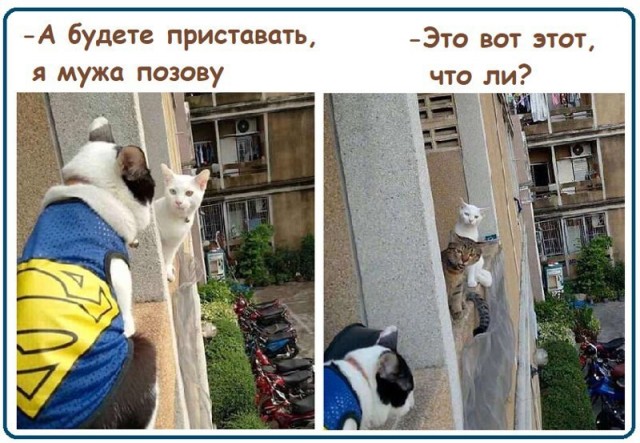 Картинки всякие 13.02.21