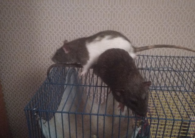 Домашняя живность