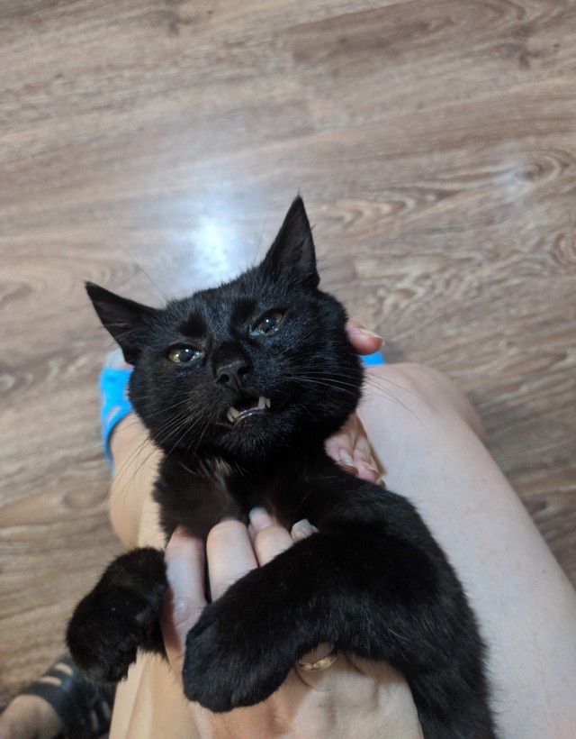Котовторник 25.01.22