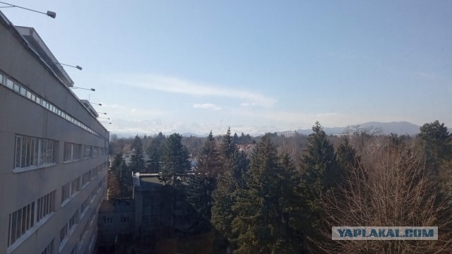 Выпускайте пчёл!