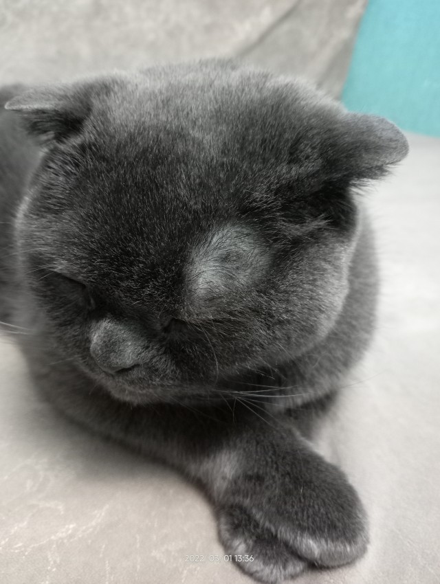 Котовторнику посвящается