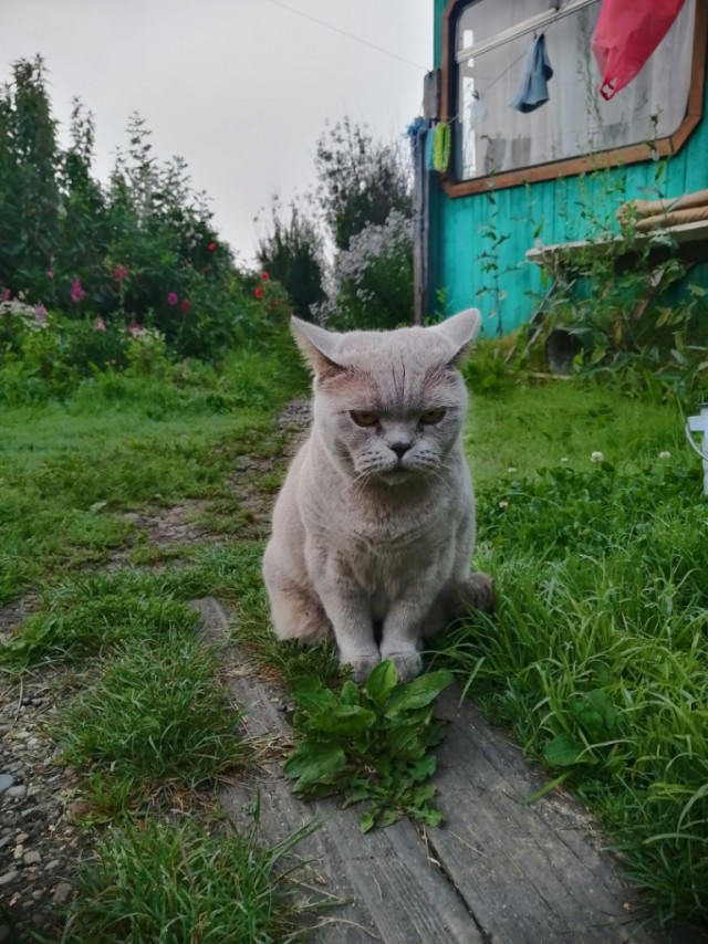 Деревенские, милые, шерстяные