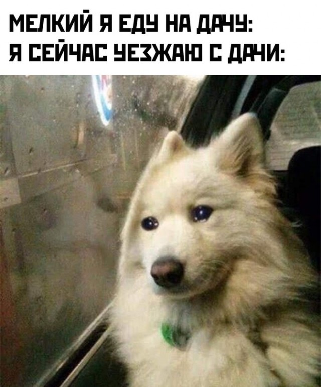 Картинки и мемы для настроения - 29