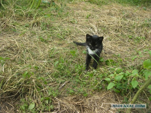 Жизнь домашнего приюта для котеек 412