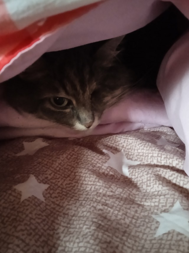 Брутальный котяра