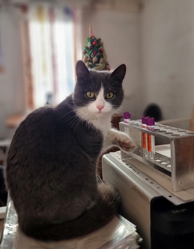 Начинаем котовторник.