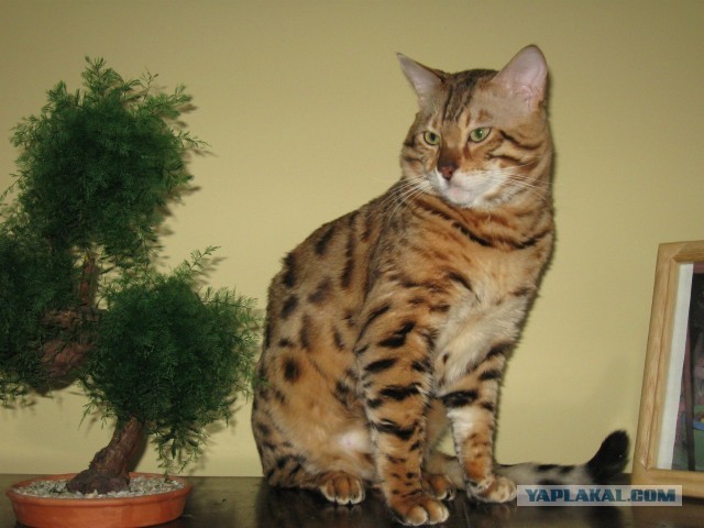 Приключения кота в Африке!