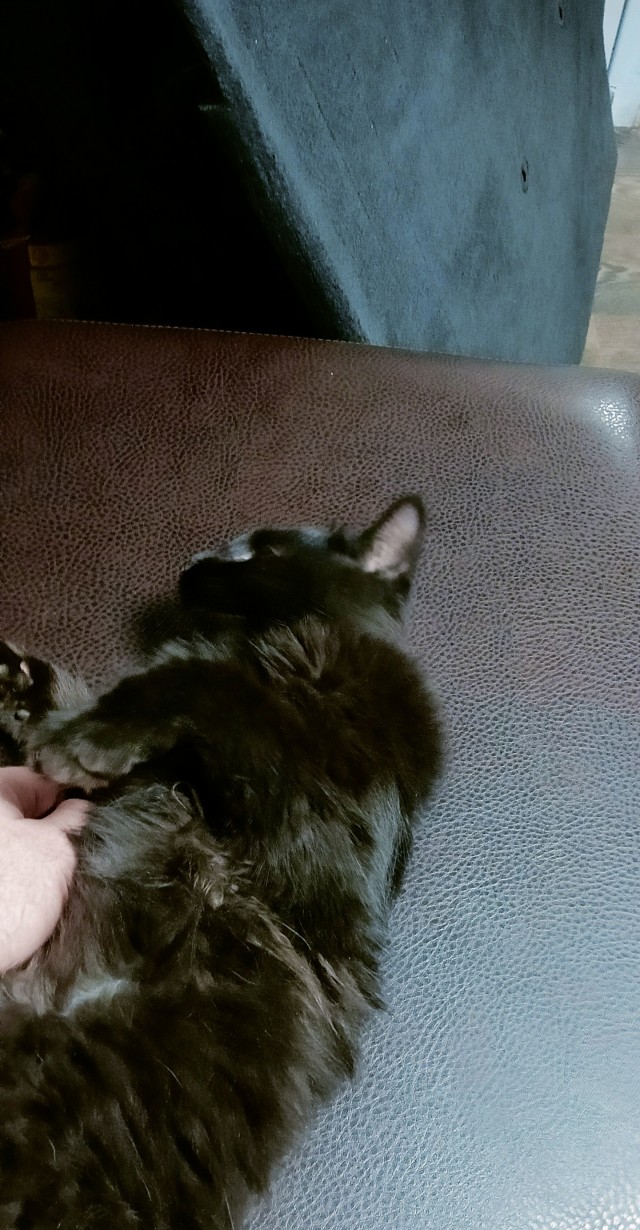 ЯПовцы, беда с котейкой