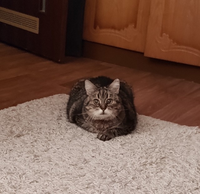 Милота дня, не иначе