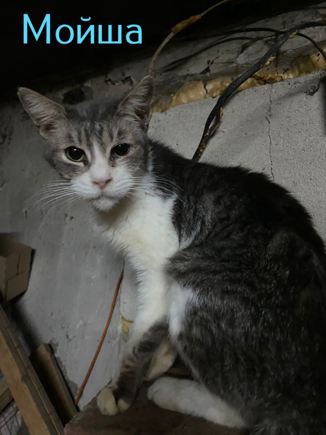 Жизнь домашнего приюта "Котоленд" 428