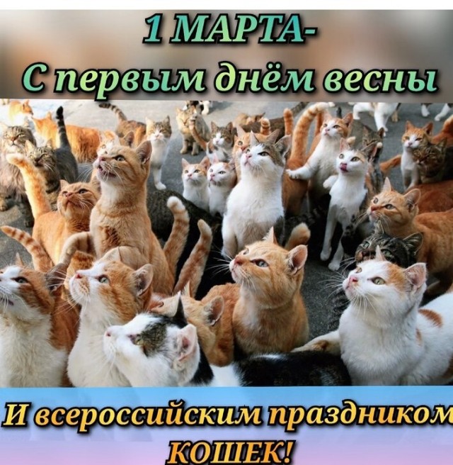 Жизнь домашнего приюта "Котоленд" 429