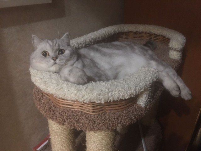 Котовторник