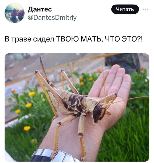 Из-за жары в Подмосковье всё чаще встречают экзотических существ