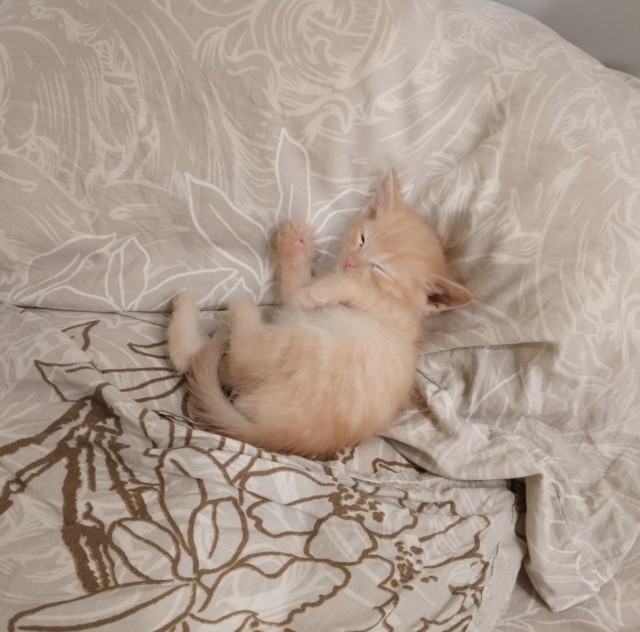Похоже, это ее самый любимый котенок