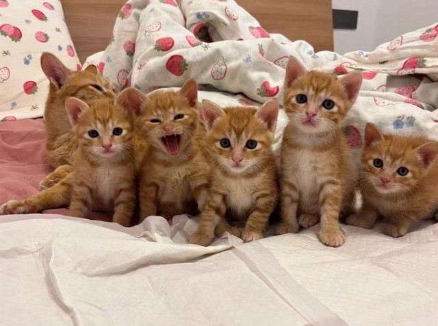 Рыжая банда