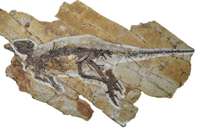 Ученые из Китая нашли динозавра, издававшего щебетание как у птиц