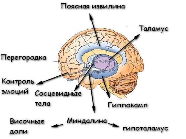 Эксперимент «72 оргазма»