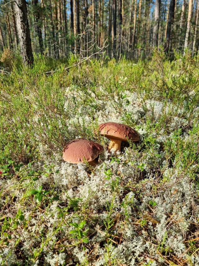 Грибное