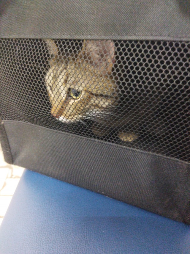 Котейке уютно сидится